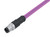 Binder 77-4329-0000-60702-0200 M12-B Male cable connector, Contacts: 2, shielded, moulded on the cable, IP67, UL, Profibus, PUR, violet, 2 x 0.25 mm², 2 m | American Cable Assemblies