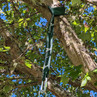 36" Tree Branch Strap Swing Hanger