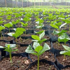 Coffee growing in Indonesia