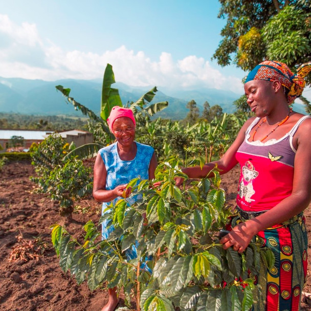 Uganda Coffee Farm in Kisinga