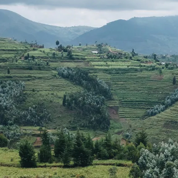 Rwanda Coffee farms