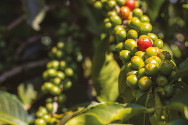 Colombia coffee growing