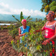 Uganda Coffee Growers in Kisinga