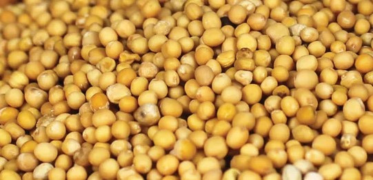 Whole Mustard Seed
