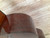 Used Yamaha G150A CLASSICAL 41112-S000093353 View 12