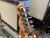 Used LsL BAD BONE 2 T Type Electric Guitar Pink 6-String 40085-S000104790 View 6