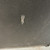 Used CRATE FLEX412B 4 x 12 Guitar Speaker Cabinet 41106-S000091596 View 9