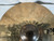 Used Sabian 20 IN HHX EVOLUTION RIDE Ride Cymbal 20" 40012-S000300370 View 2