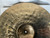 Used Sabian 20 IN HHX EVOLUTION RIDE Ride Cymbal 20" 40012-S000300370 View 6