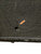 Grill cloth damage. View 3