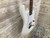 Used Fender 2024 TOTS YETI TOM DELONGE STRAT Electric Guitar  41112-S000096624 View 5