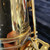 Used Yamaha YTS-62 Tenor Saxophone 40081-S000111212 View 16