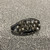Used SHELL FOOT SHAKER 41106-S000093329 View 1