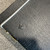 Used BASS HARD SHELL CASE 41106-S000093609 View 4