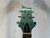 Used Paul Reed Smith - PRS SE STARLA Offset Double Cutaway Electric Guitar Blue 6-String 40012-S000303450 View 3