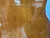 Used Yamaha C40 Laminate Top Acoustic Guitar Wood 40012-S000303854 View 9
