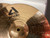 Used Paiste ALPHA MEDIUM HI HATS 14IN Hi Hat Cymbals 14" 40107-S000155083 View 2