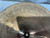 Used Paiste 2002 18 IN CRASH Crash Cymbal 18" 40012-S000309494 View 7
