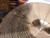 Used Paiste 18IN FULL CRASH Crash Cymbal 18" 40107-S000155692 View 8