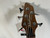 Used Washburn TAURUS 5 STRING Bass Guitar Wood 5-String 40012-S000310084 View 3