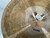 Used Bosphorus 21 INCH SIZZLE RIDE WITHOUT RIVETS Ride Cymbal 21" 40012-S000310674 View 8