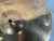 Used Zildjian AVEDIS A CUSTOM 14IN HH Hi Hat Cymbals 14" 40012-S000311863 View 10