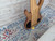 Used WOLF 7 STRING BASS Guitar 41138-S000100145 View 14