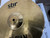 Used Sabian SBR 13IN HIHAT SET Hi Hat Cymbals 13" 40012-S000314220 View 7