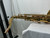 Used Giardinelli GTS10 Tenor Saxophone 40012-S000315019 View 17