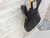 Used Jackson DK2 MIJ  41138-S000100883 View 14