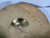 Used 14 IN SAWTOOTH HI HAT PAIR Hi Hat Cymbals 14" 40012-S000316964 View 12