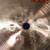 Used Paiste 8 3000 SPLASH Splash Cymbal 8" 41140-S000141230 View 4