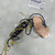 Used bootstrap Pretzel Tele Pickup Pair Guitar Pickup 40042-S000278005 View 2