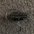 Used Seymour Duncan STHR-1B HOT RAILS LEAD TELE Guitar Pickup 40111-S000198478 View 1