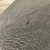 Used - Crate BFX-15 1 x 10 Bass Combo Amplifier 40087-S000245129 View 8