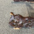 Used BLUEBERRY CARVED GUITAR STAND 41106-S000107000 View 13
