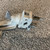 Used TWO HOLE ANGLED GRAB SWIVEL CLAMP 41106-S000107743 View 3