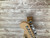 Used EVH STRIPED SERIES LEFTY Electric Guitar 41138-S000102687 View 11