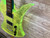 Used BC Rich ACRYLLIC MOCKINGBIRD Electric Guitar 41138-S000102688 View 5