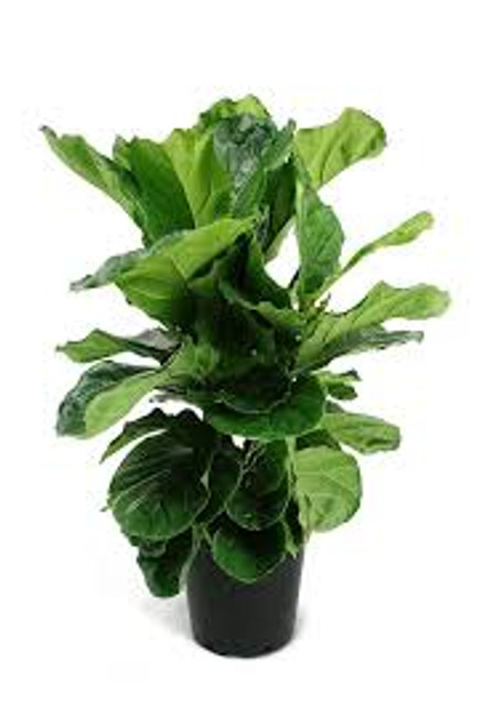 Fiddle Leaf Fig Tree