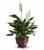 Teleflora's Lovely One Spathiphyllum Plant (Peace Lily)