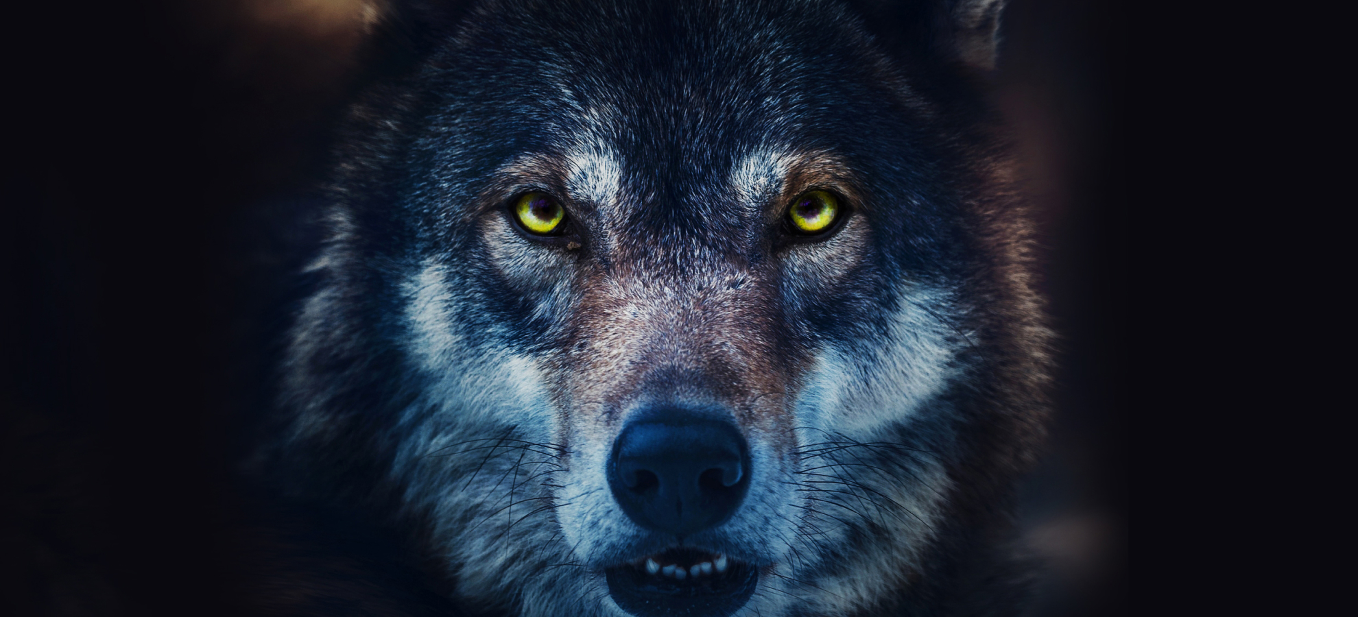 wolfcraig whisky members area