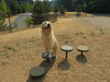 Dog Park Agility Steps - 5 modular steps with flexible installation options