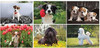 Canine Companion Wall Calendar