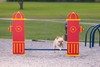 Dog Park Silver Package