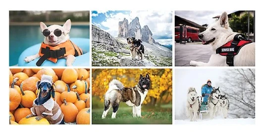 Canine Companion Wall Calendar