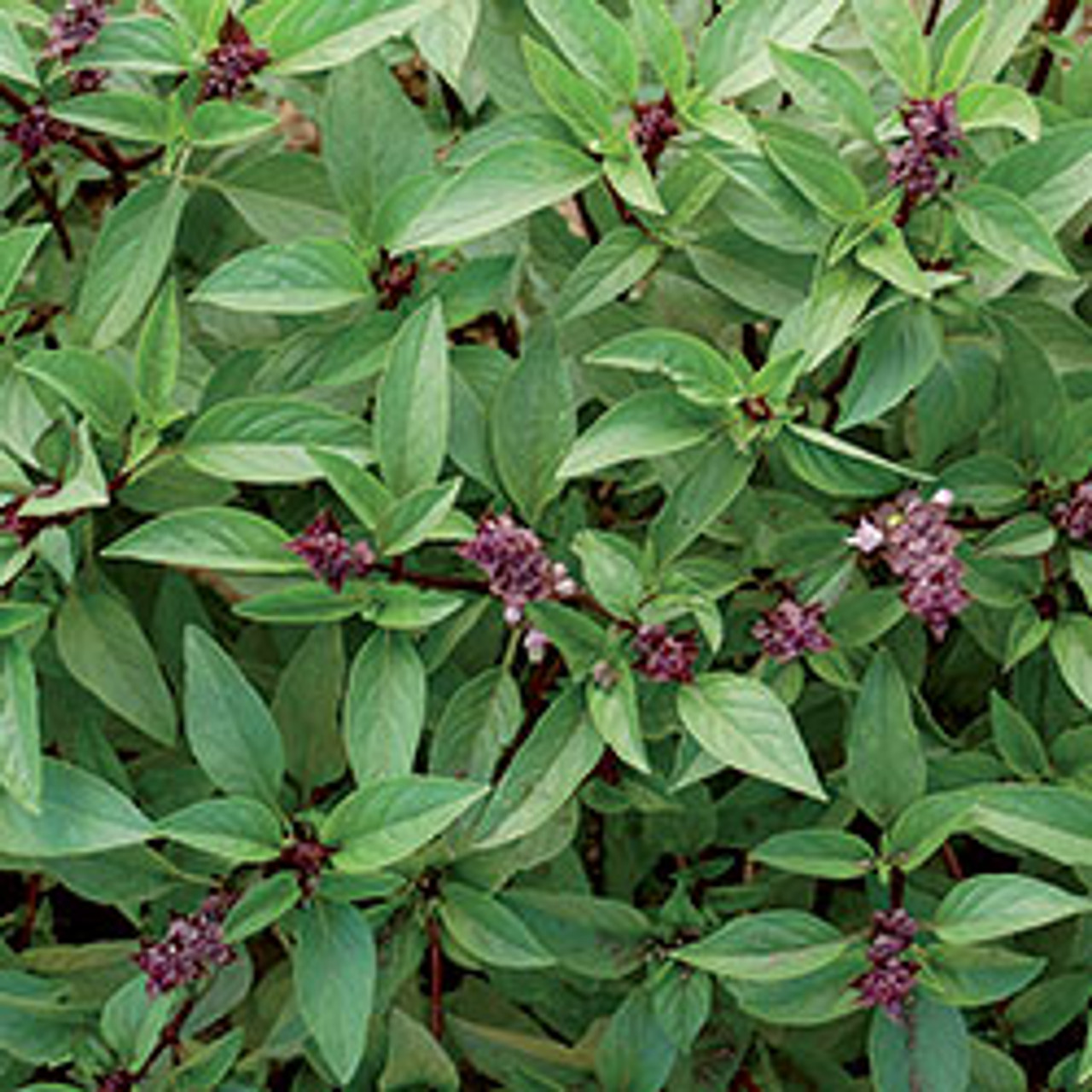 Thai Basil