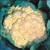 Early Snowball Cauliflower Early Snowball Cauliflower