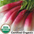 French Breakfast Radish Organic French Breakfast Radish Organic