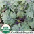 Red Russian Kale Organic Red Russian Kale Organic